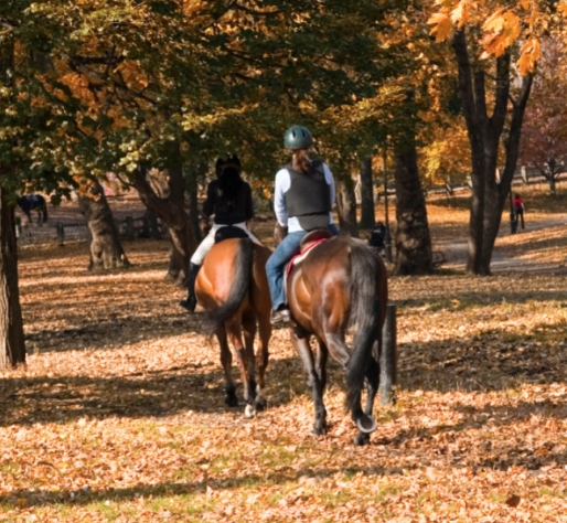 What Equipment and Precautions Do I Need to Bring When Playing Horse Riding Outdoors in Autumn?